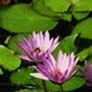 Meet your Posher, Malissa